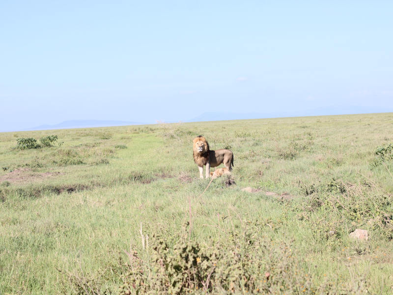 4 Day Camping Safari Serengeti & Ngorongoro Crater