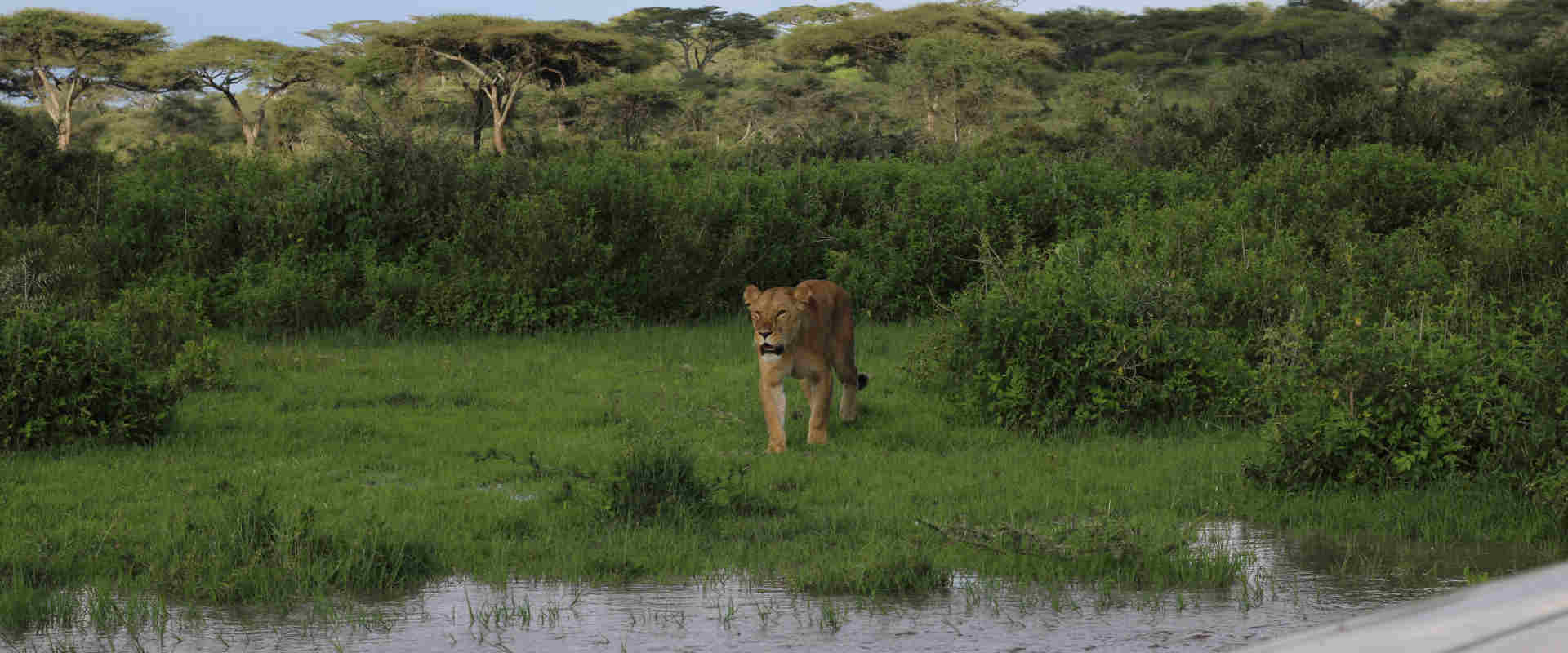 5 Day Camping Safari (Manyara, Serengeti, Ngorongoro & Tarangire