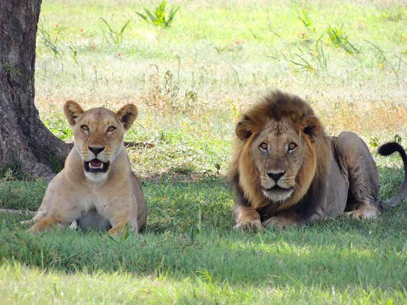 3-Day Nyerere Wildlife Escape from Zanzibar