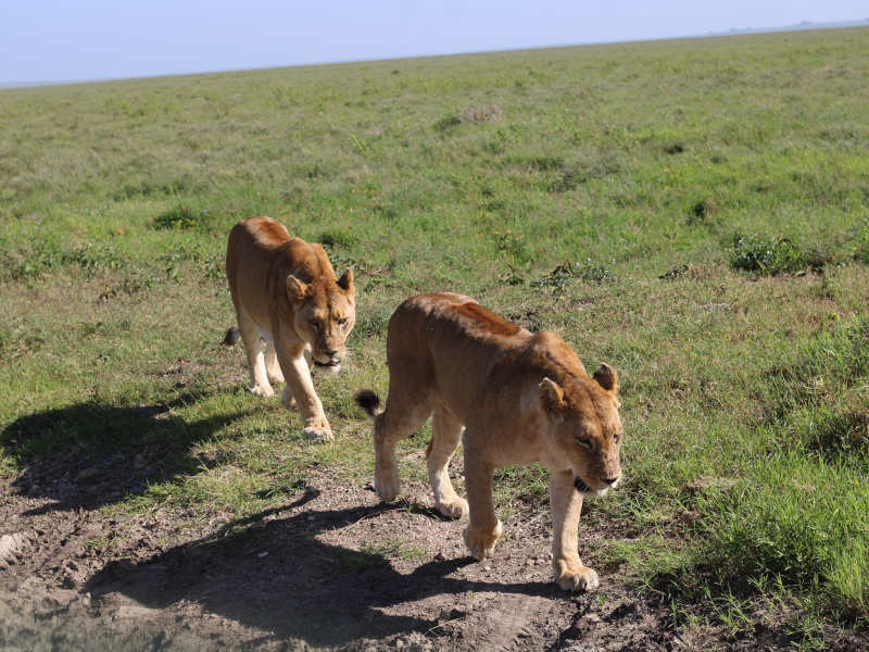 3 Days Discovery Budget Safari (Lake Manyara National Park, Lake Eyasi & Ngorongoro Crater) Route