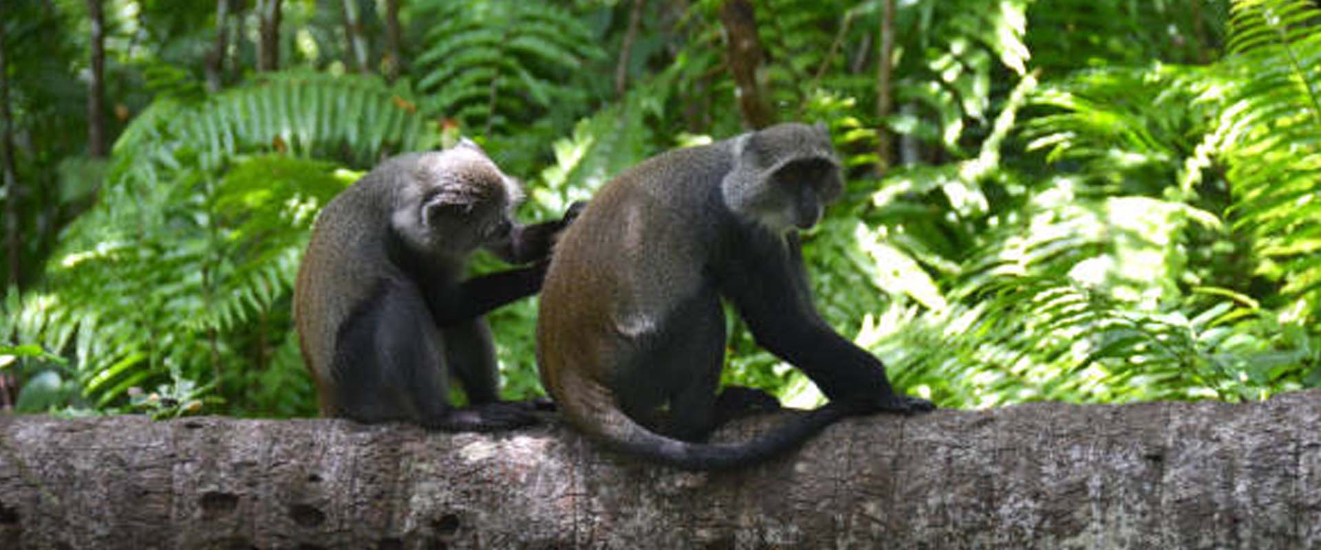 Mangrove & Coastal Nature Walk – Jozani Forest