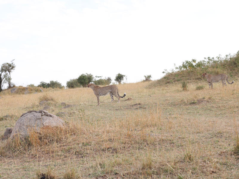 5 Day Retreat Luxury Safari (Manyara, Serengeti, Ngorongoro & Tarangire) Route