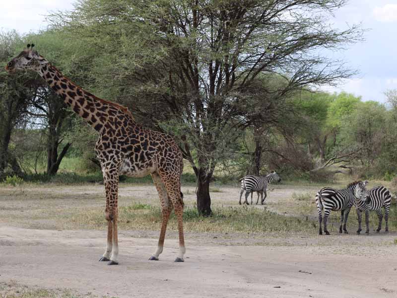 2-Day Luxury Nyerere Escape: Fly-In Safari & Rufiji Boat Cruise