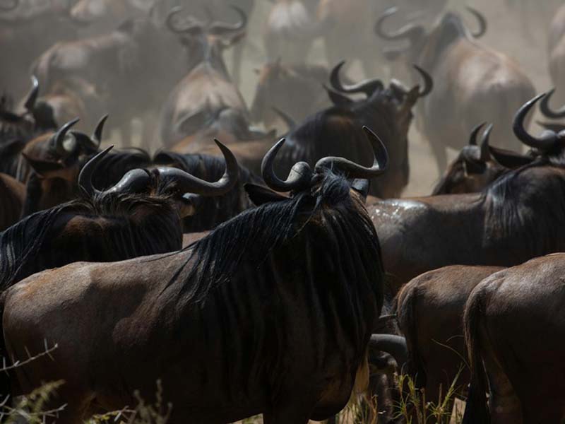 4 Days Calving Season Safari In Ndutu Area and Ngorongoro crater