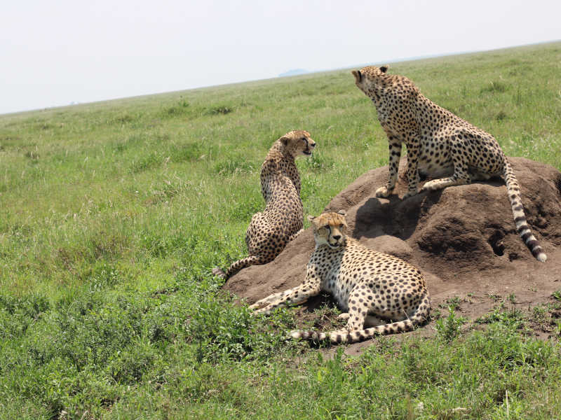 7 Days High Range Lodge Safari Tarangire, Serengeti & Ngorongoro Crater